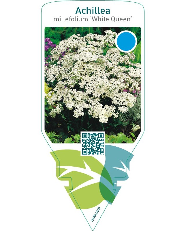 Achillea millefolium ‘White Queen’
