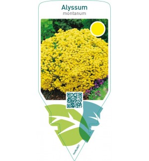 Alyssum montanum