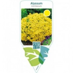 Alyssum montanum