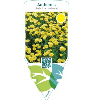 Anthemis hybrida ‘Kelwayi’