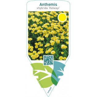 Anthemis hybrida ‘Kelwayi’
