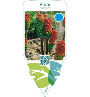 Arum italicum