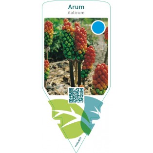 Arum italicum