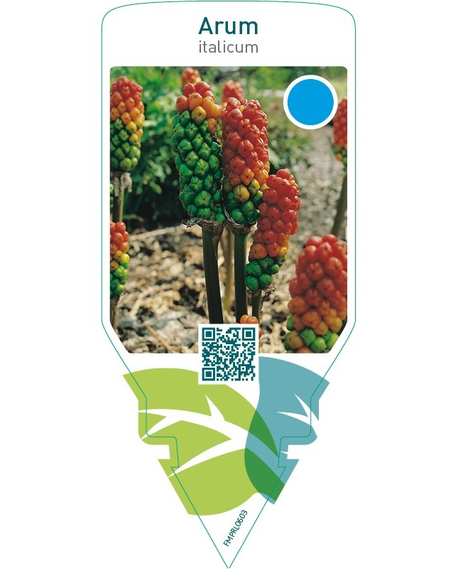 Arum italicum