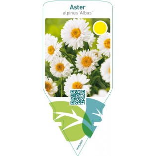 Aster alpinus ‘Albus’