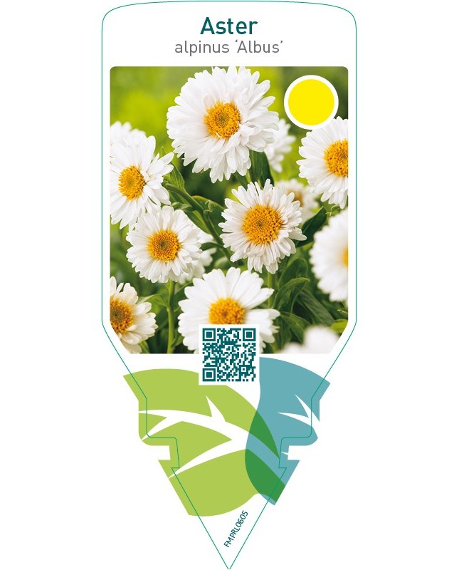 Aster alpinus ‘Albus’