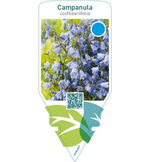 Campanula cochleariifolia  blue