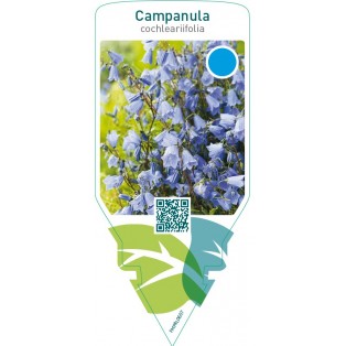 Campanula cochleariifolia  blue