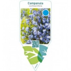 Campanula cochleariifolia  blue