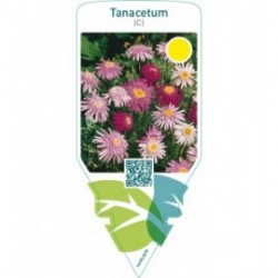Tanacetum (C)  double mix
