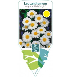 Leucanthemum vulgare ‘Maikönigin’