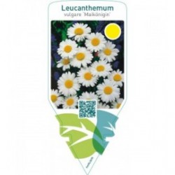 Leucanthemum vulgare ‘Maikönigin’