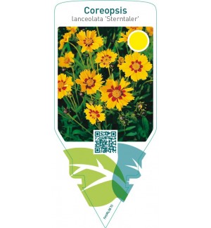 Coreopsis lanceolata ‘Sterntaler’