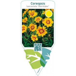 Coreopsis lanceolata ‘Sterntaler’