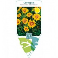 Coreopsis lanceolata ‘Sterntaler’