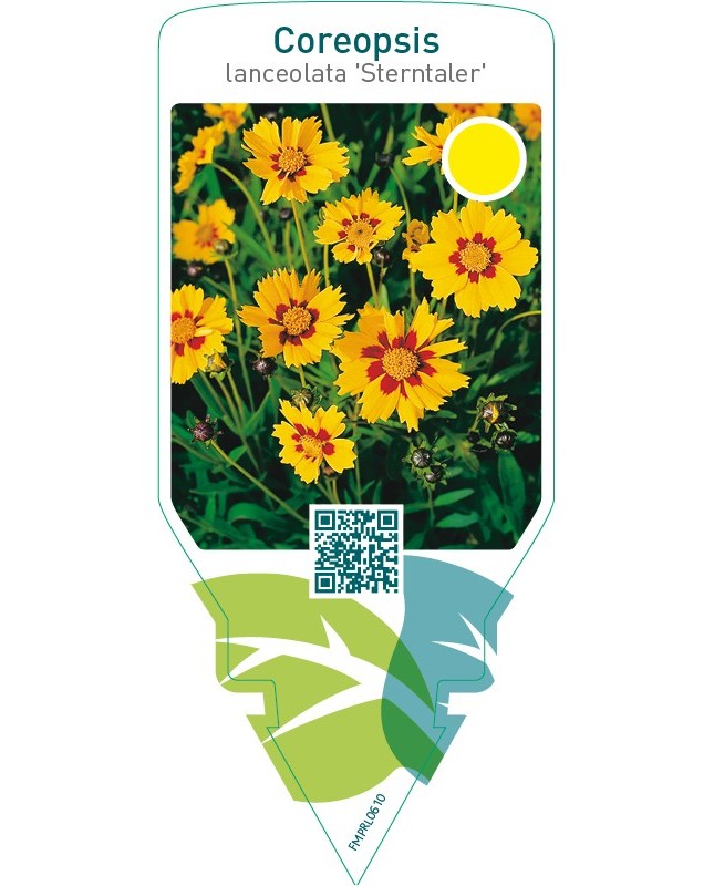 Coreopsis lanceolata ‘Sterntaler’