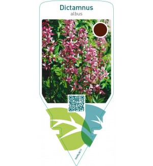 Dictamnus albus  red