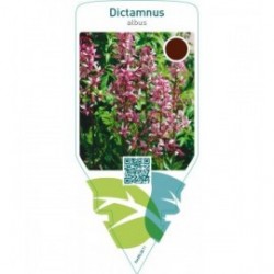 Dictamnus albus  red