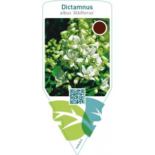 Dictamnus albus ‘Albiflorus’
