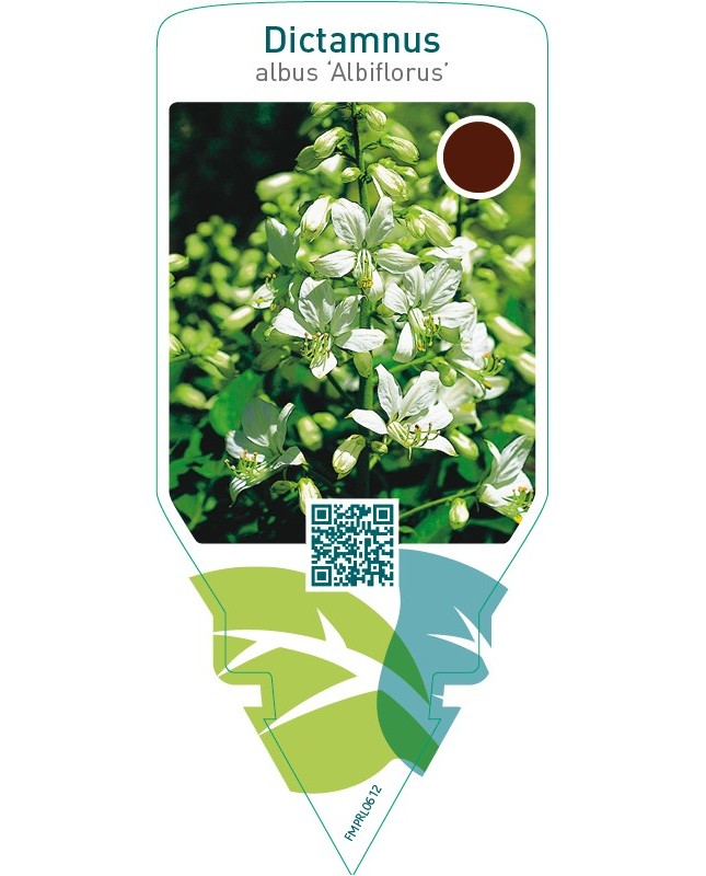 Dictamnus albus ‘Albiflorus’