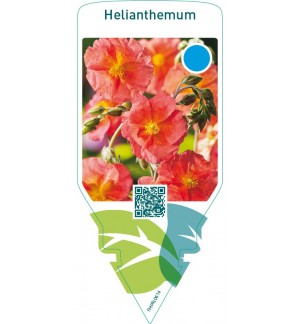 Helianthemum  orange-red
