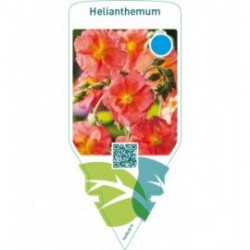 Helianthemum  orange-red