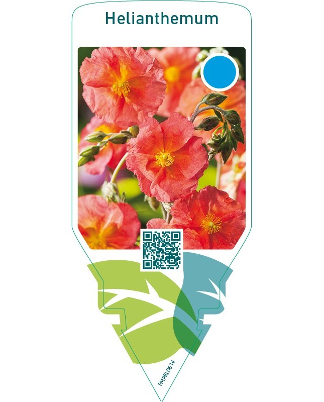 Helianthemum  orange-red