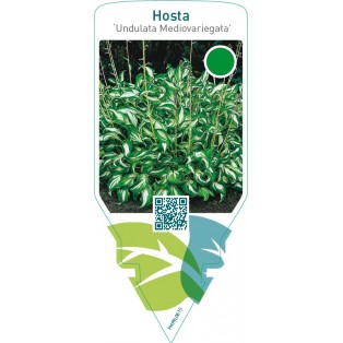 Hosta ‘Undulata Mediovariegata’