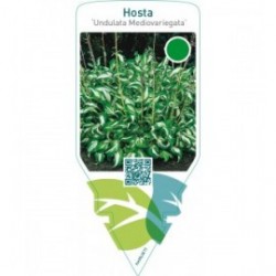 Hosta ‘Undulata Mediovariegata’