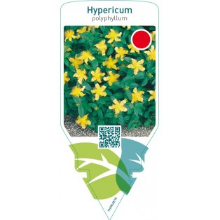 Hypericum polyphyllum