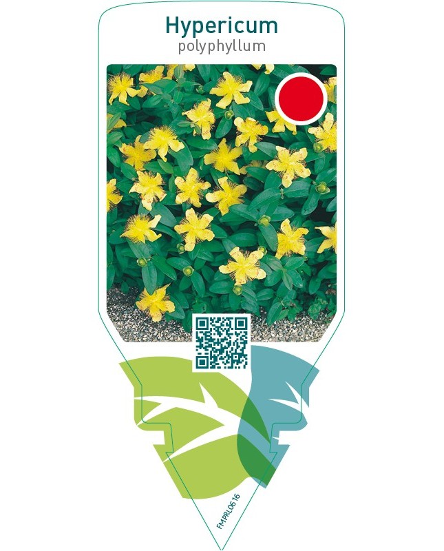 Hypericum polyphyllum