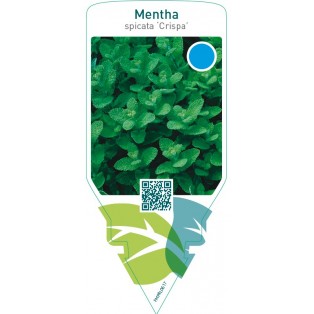 Mentha spicata ‘Crispa’ (mint)