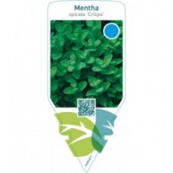 Mentha spicata ‘Crispa’ (mint)