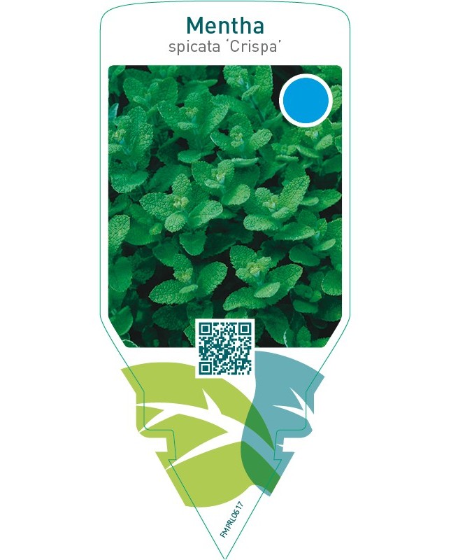 Mentha spicata ‘Crispa’ (mint)
