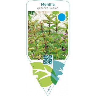 Mentha piperita ‘Senior’ (peppermint)