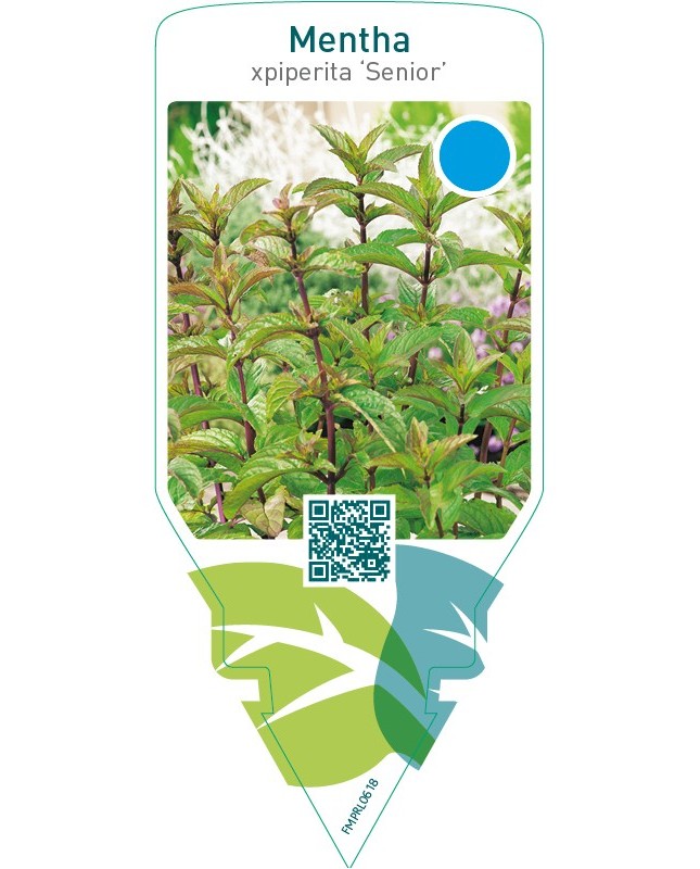 Mentha piperita ‘Senior’ (peppermint)