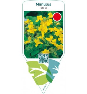 Mimulus luteus