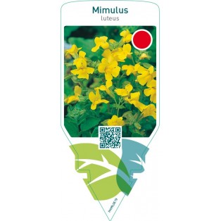 Mimulus luteus