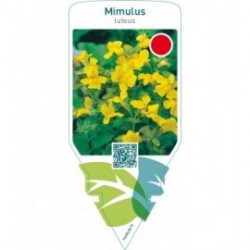 Mimulus luteus