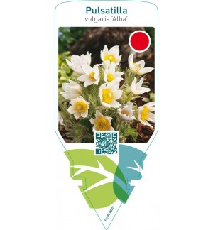 Pulsatilla vulgaris ‘Alba’