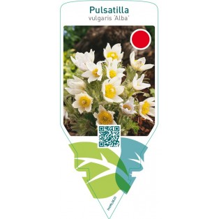 Pulsatilla vulgaris ‘Alba’