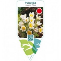 Pulsatilla vulgaris ‘Alba’