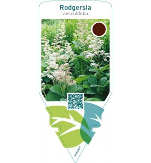 Rodgersia aesculifolia