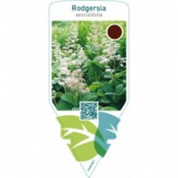 Rodgersia aesculifolia