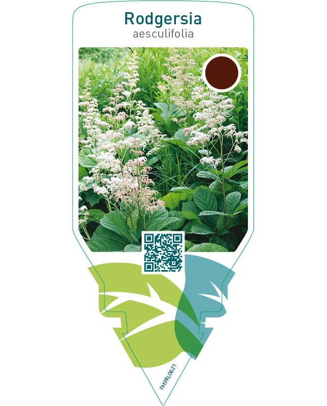 Rodgersia aesculifolia