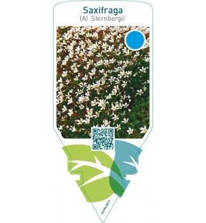 Saxifraga (A) ‘Sternbergii’