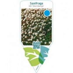 Saxifraga (A) ‘Sternbergii’