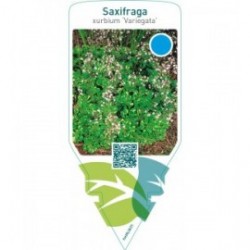Saxifraga urbium ‘Variegata’
