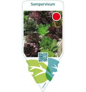 Sempervivum  mix ( without EANcode)