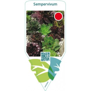 Sempervivum  mix ( without EANcode)